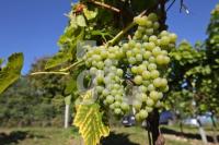 OK30_Wein23_0124.JPG