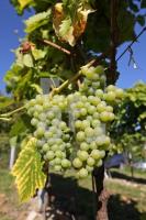OK30_Wein24_0128.JPG