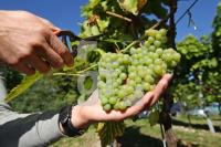 OK30_Wein25_0131.JPG