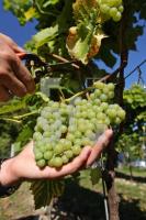 OK30_Wein26_0137.JPG