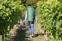 OK30_Wein31_0104.JPG