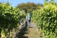 OK30_Wein32_0108.JPG