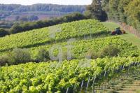 OK30_Wein33_0174.jpg