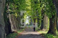 OL18_Allee01_0104.jpg