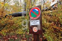 OM04_Wald01_0176.JPG