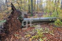 OM04_Wald05_0100.JPG