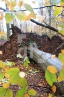 OM04_Wald07_0133.JPG