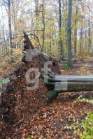 OM04_Wald08_0148.JPG