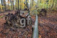 OM04_Wald09_0157.JPG