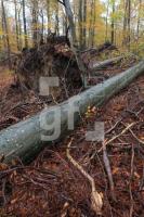 OM04_Wald11_0165.JPG