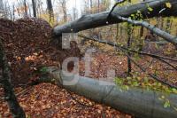 OM04_Wald12_0175.JPG