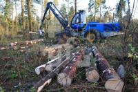 OM05_Wald22_0174.JPG