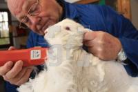 OM12_Angora18_0133.JPG