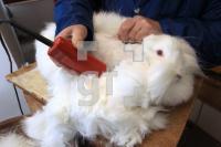 OM12_Angora22_0103.JPG