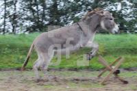 PK30_Esel05_0198.JPG