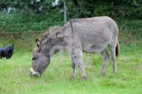 PK30_Esel07_0152.JPG