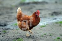 PK30_Huhn_0180.JPG