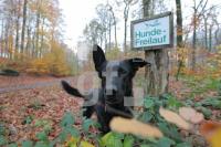 PM17_Hund_0156.JPG