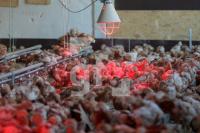 QD18_Huhn01_0107.JPG