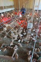 QD18_Huhn02_0189.JPG