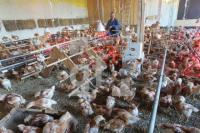 QD18_Huhn03_0103.JPG
