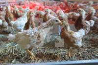 QD18_Huhn04_0120.JPG
