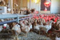 QD18_Huhn05_0132.JPG