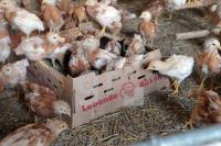 QD18_Huhn07_0106.JPG