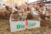 QD18_Huhn10_0173.JPG