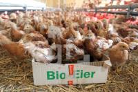 QD18_Huhn11_0134.JPG