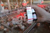 QD18_Huhn13_0162.JPG