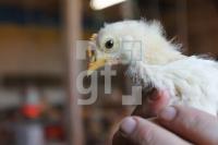 QD18_Huhn14_0145.JPG