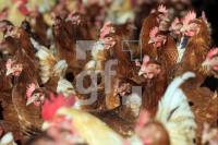 QD18_Huhn17_0190.JPG