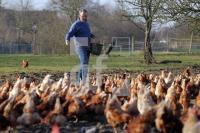 QD18_Huhn22_0105.JPG
