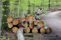QG04_Holz_0160.JPG