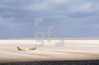 SH16_Watt06_1300.jpg