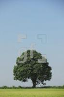 TG31_Fe06_0152.JPG
