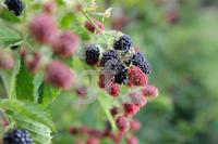 TI06_Hi35_0138.JPG
