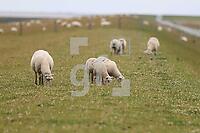 ZAI17_HH_01819.JPG