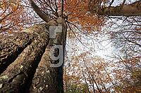 ZAM13_Ba_012141.JPG