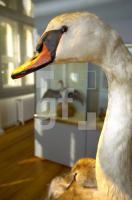 FL06_MuseumNatur1_0133.jpg
