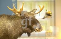 FL06_MuseumNatur2_0133.jpg
