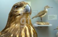FL06_MuseumNatur3_0133.jpg